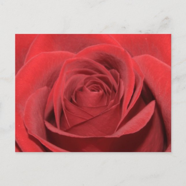 Postal Una rosa roja (Anverso)