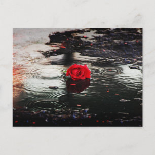Postal Una Rosa Roja En Lluvia