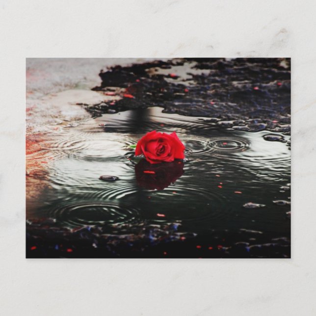 Postal Una Rosa Roja En Lluvia (Anverso)