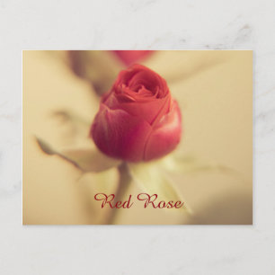 Postal Una rosa roja para tu novia...