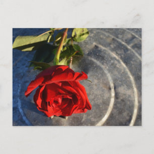 Postal Una rosa roja sobre un fondo redondeado de plata a