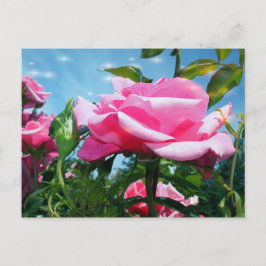 Postal Una rosa rosa grandiosa en el cielo azul. Fotograf