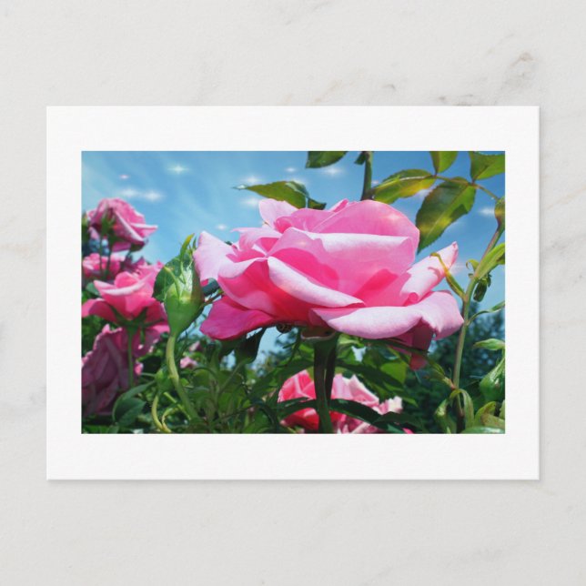 Postal Una rosa rosa grandiosa en el cielo azul. Fotograf (Anverso)