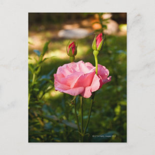 Postal Una rosa rosa rosa y dos rosales