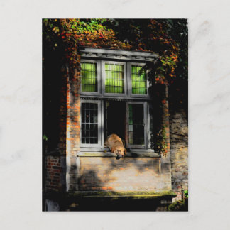 Postal Una siesta al sol