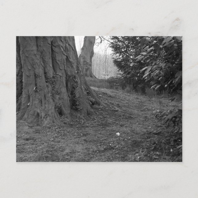 Postal Una Sola Flor (Anverso)