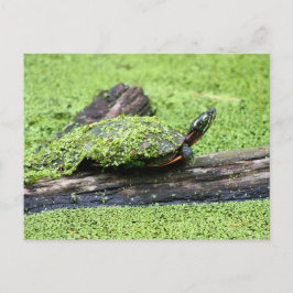 Postal Una tortuga dulce cubierta de verde que tiene dive