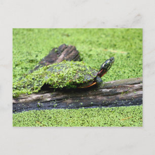 Postal Una tortuga dulce cubierta de verde que tiene dive