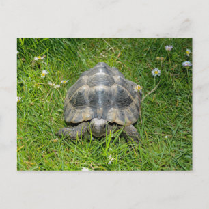 Postal Una tortuga en hierba verde
