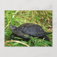 Una tortuga europea de la charca