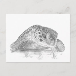 Postal Una Tortuga Verde Marrón en Escala de Grises