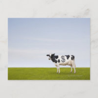 Una vaca lechera Holstein con manchas en forma de