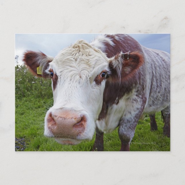 Postal Una vaca sola se asoma a la cámara (Anverso)