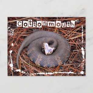 Postal Una venenosa serpiente de Cottonmouth oriental