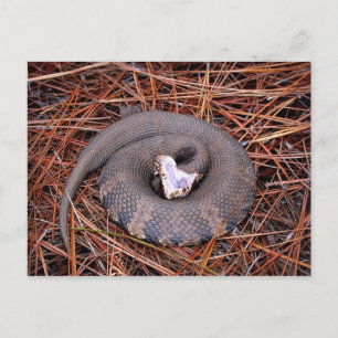 Postal Una venenosa serpiente de Cottonmouth oriental