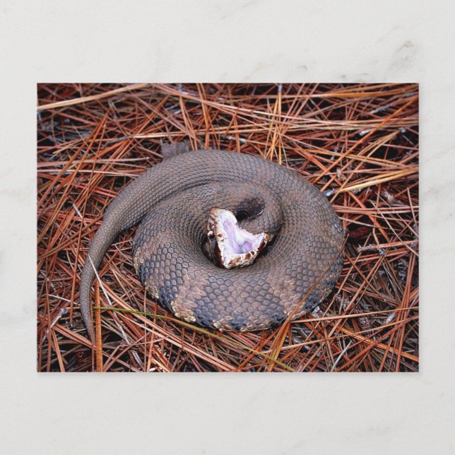 Postal Una venenosa serpiente de Cottonmouth oriental (Anverso)