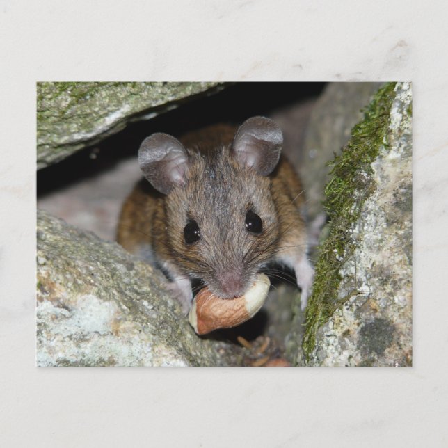 Postal Una verdadera boquilla (Anverso)