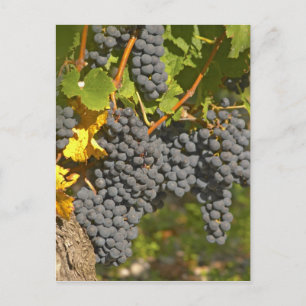 Postal Una vid con racimos de uva Merlot madura - Chateau
