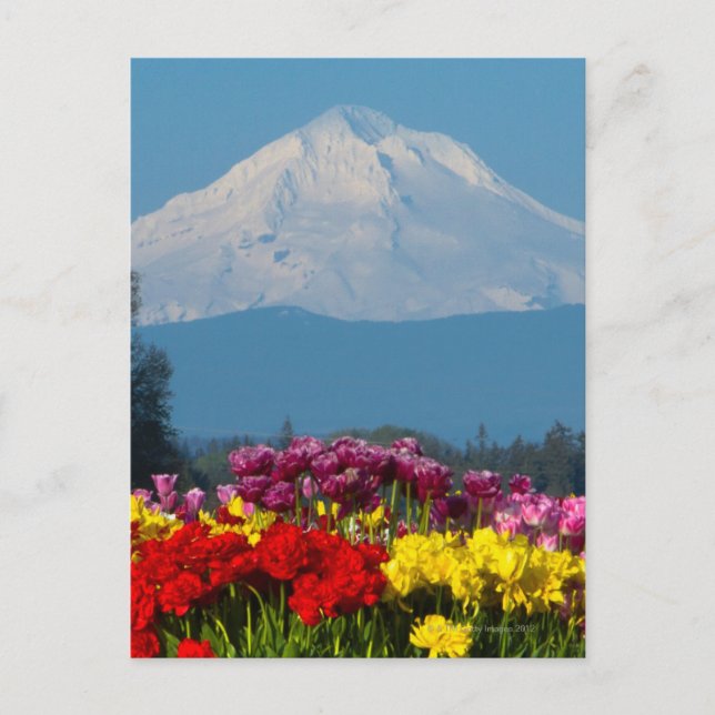 Postal una vista comprimida de Mt Hood, Oregon y tulip (Anverso)