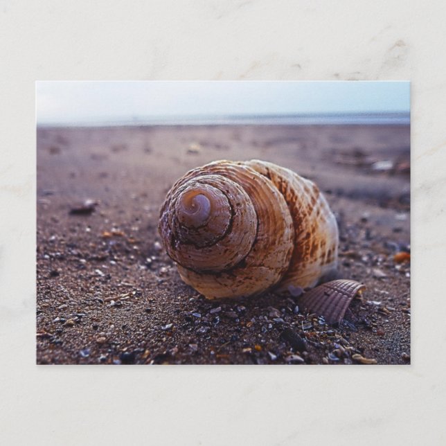 Postal Una Vista De Macro De Un Shell De Espiral (Anverso)