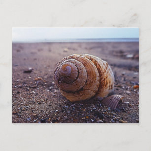 Postal Una Vista De Macro De Un Shell De Espiral