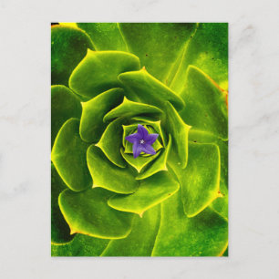 Postal Una vista de primer plano captura la simetría natu