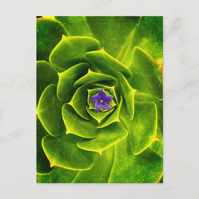 Postal Una vista de primer plano captura la simetría natu (Anverso)