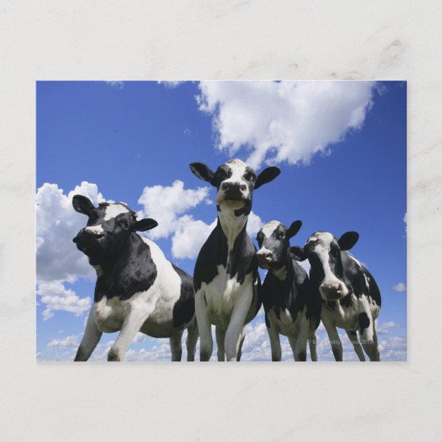 Postal Una vista panorámica de los insectos de cuatro crí (Anverso)