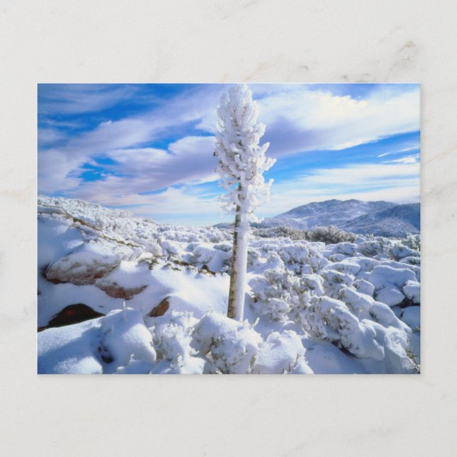 Postal Una yuca cubierta de nieve (Anverso)