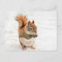 Unas pequeñas ardillas raras comiendo nueces