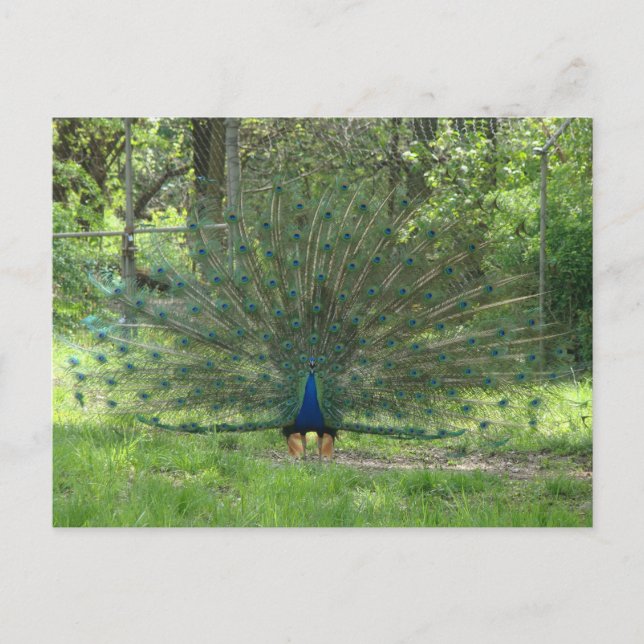 Postal Unas plumas para mostrar el pavo real (Anverso)