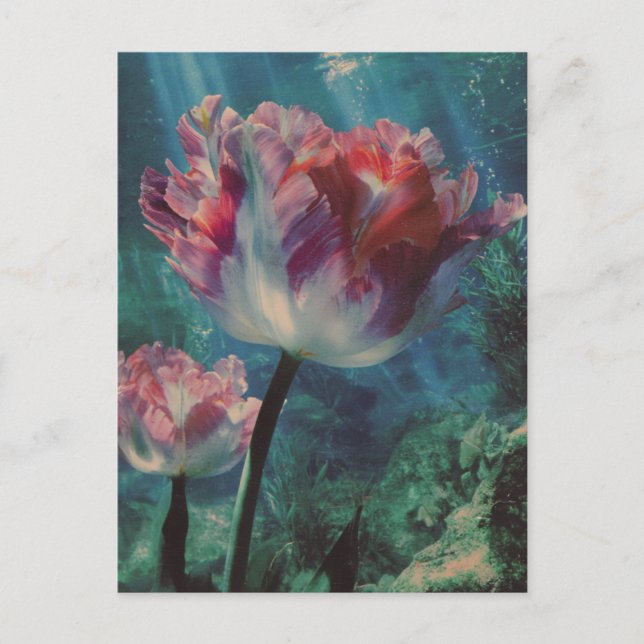 Postal Underwater Tulip (Anverso)