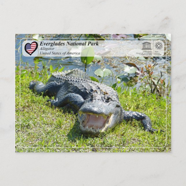 Postal UNESCO WHS - Parque nacional Everglades - Alligato (Anverso)