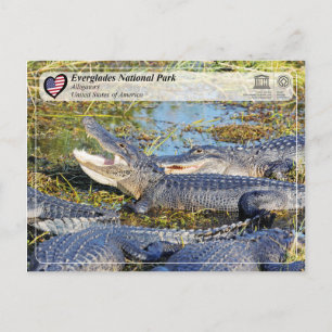 Postal UNESCO WHS - Parque nacional Everglades - Alligato