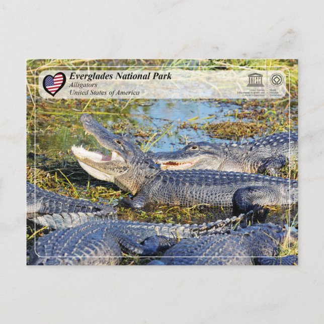 Postal UNESCO WHS - Parque nacional Everglades - Alligato (Anverso)