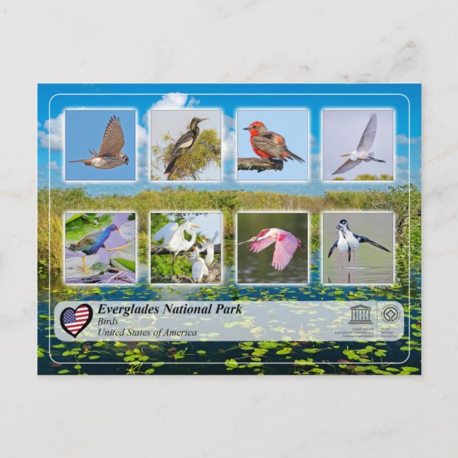 Postal UNESCO WHS - Parque nacional Everglades - Aves (Anverso)