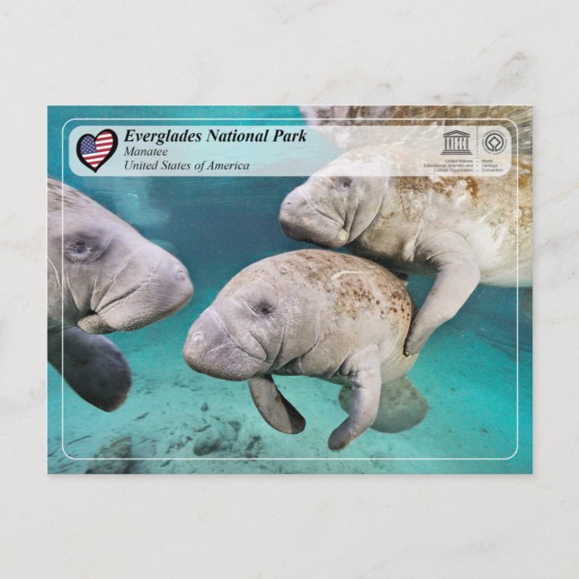 Postal UNESCO WHS - Parque nacional Everglades - Manatee (Anverso)