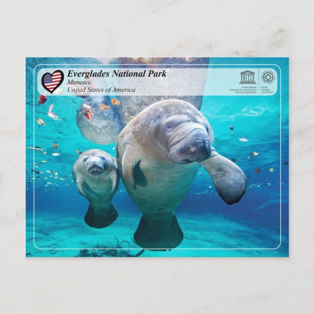 Postal UNESCO WHS - Parque nacional Everglades - Manatee (Anverso)