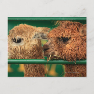 Postal unos lamas muy lindos ambos mirando algo