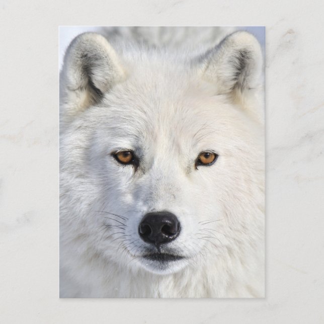 Postal up close and personal.jpg (Anverso)