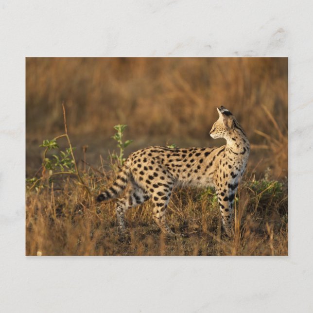 Postal Upper Mara, Reserva de caza Masai Mara, Kenia, (Anverso)