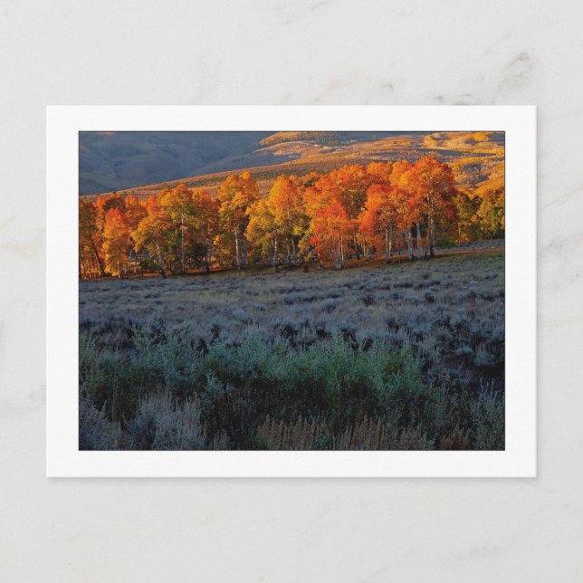 Postal "Upper Summer Meadow" (Anverso)