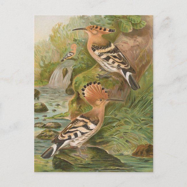 Postal Upupa epops de Johann Friedrich Naumann (Anverso)