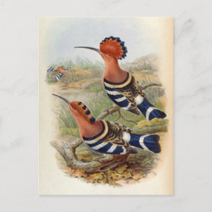 Postal Upupa Nigripennis (Hoopoo Indio)