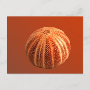 Postal Urchin
