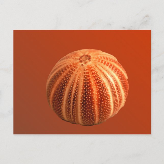 Postal Urchin (Anverso)
