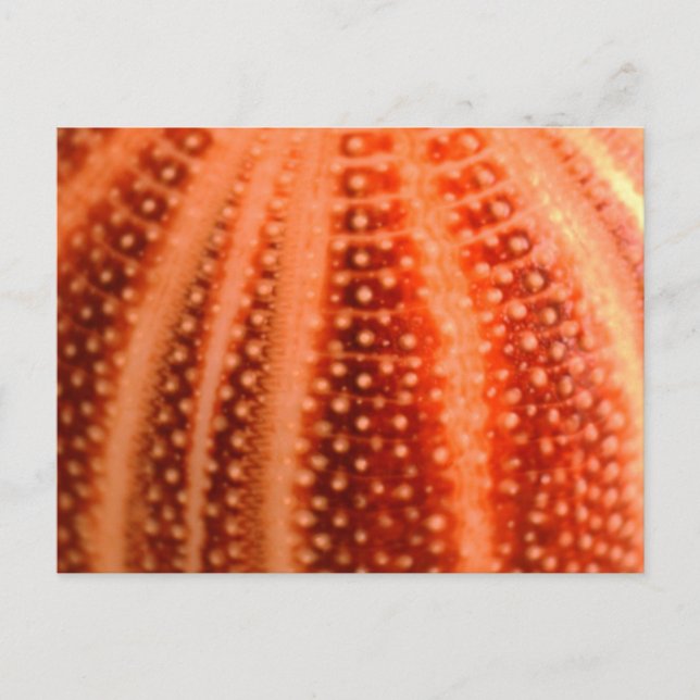 Postal Urchin (Anverso)