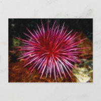 Urchin de mar púrpura