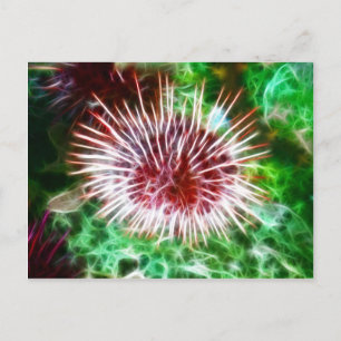 Postal Urchin del Mar Rojo Brillante
