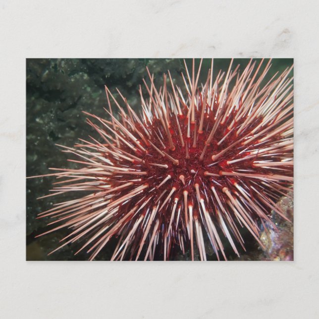 Postal Urchin gigante del Mar Rojo - Postcard (Anverso)